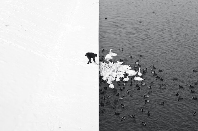 XXVIII edición de PHotoESPAÑA - “A Man Feeding Swans in the Snow” Marcin Ryczek, 2013,